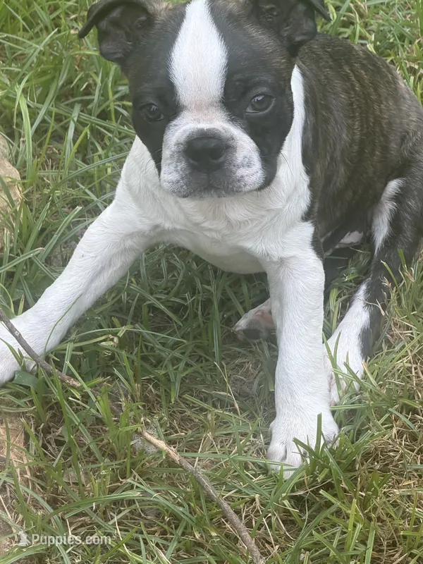 Bug AKC champion bloodline – Boston Terrier puppy for sale in Sugar Land, TX