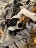 Cyclops AKC champion bloodline, a male Boston Terrier for sale in Sugar Land, TX – 4 of 7