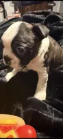 Cyclops AKC champion bloodline, a male Boston Terrier for sale in Sugar Land, TX – Photo 4 of 4