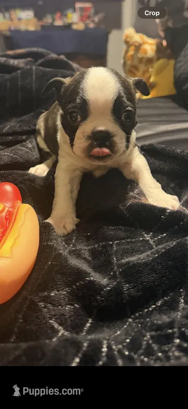 Cyclops AKC champion bloodline – Boston Terrier puppy for sale in Sugar Land, TX