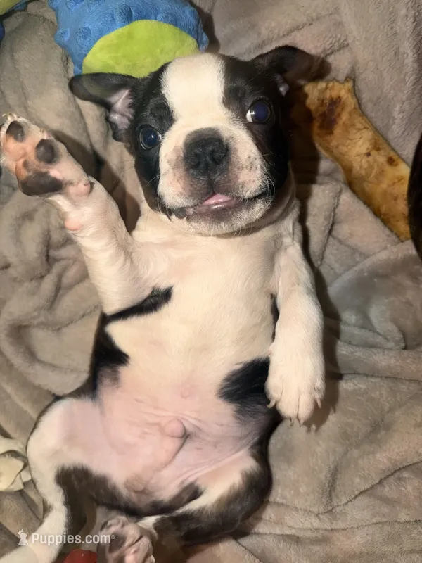 Cyclops AKC champion bloodline – Boston Terrier puppy for sale in Sugar Land, TX