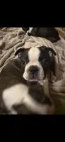 Cyclops AKC champion bloodline, a male Boston Terrier for sale in Sugar Land, TX – 2 of 7