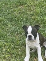 Bug AKC champion bloodline, a male Boston Terrier for sale in Sugar Land, TX – 8 of 10