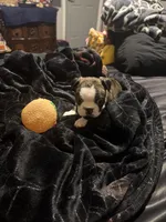 Logan AKC Champion Bloodline , a male Boston Terrier for sale in Sugar Land, TX – Photo 4 of 5