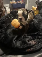 Logan AKC Champion Bloodline , a male Boston Terrier for sale in Sugar Land, TX – Photo 2 of 5