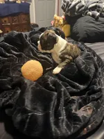 Logan AKC Champion Bloodline , a male Boston Terrier for sale in Sugar Land, TX – Photo 5 of 5