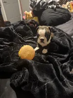 Logan AKC Champion Bloodline , a male Boston Terrier for sale in Sugar Land, TX – Photo 3 of 5