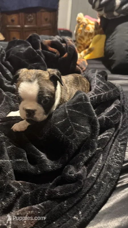 Logan AKC Champion Bloodline , a male Boston Terrier for sale in Sugar Land, TX – Photo 1 of 5
