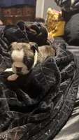 Logan AKC Champion Bloodline , a male Boston Terrier for sale in Sugar Land, TX – Photo 1 of 5
