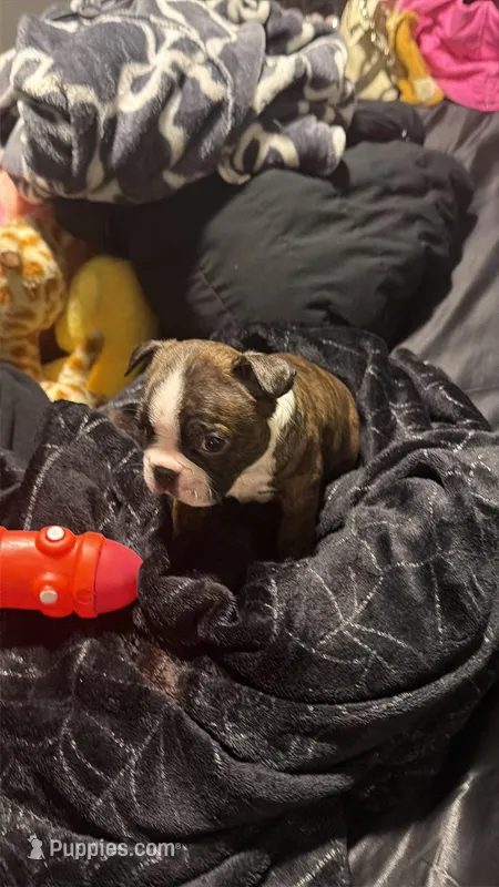 Gambit AKC Champion Bloodline  – Boston Terrier puppy for sale in Sugar Land, TX