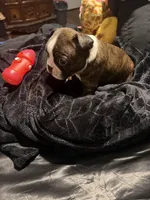 Gambit AKC Champion Bloodline , a male Boston Terrier for sale in Sugar Land, TX – Photo 5 of 5