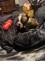 Gambit AKC Champion Bloodline , a male Boston Terrier for sale in Sugar Land, TX – Photo 4 of 5