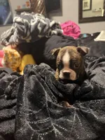 Gambit AKC Champion Bloodline , a male Boston Terrier for sale in Sugar Land, TX – Photo 3 of 5