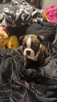 Gambit AKC Champion Bloodline , a male Boston Terrier for sale in Sugar Land, TX – Photo 2 of 5