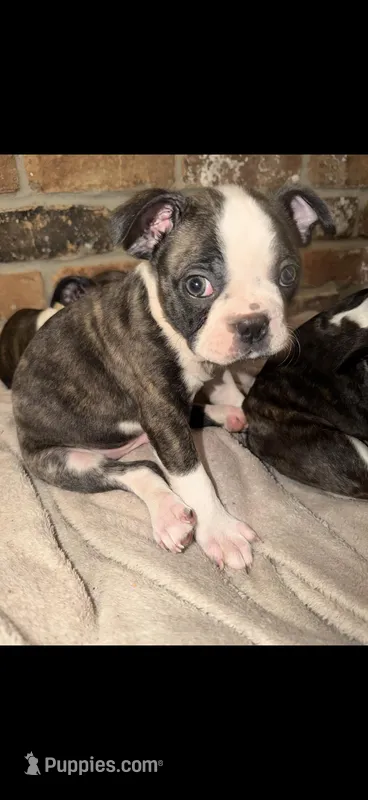 Magneto AKC Champion Bloodline  – Boston Terrier puppy for sale in Sugar Land, TX