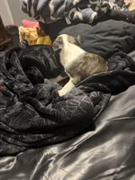 Magneto AKC Champion Bloodline , a male Boston Terrier for sale in Sugar Land, TX – Photo 3 of 5