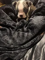 Magneto AKC Champion Bloodline , a male Boston Terrier for sale in Sugar Land, TX – Photo 4 of 5