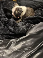 Magneto AKC Champion Bloodline , a male Boston Terrier for sale in Sugar Land, TX – Photo 5 of 5