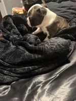 Magneto AKC Champion Bloodline , a male Boston Terrier for sale in Sugar Land, TX – Photo 2 of 5