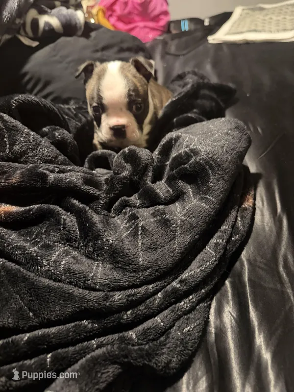 Magneto AKC Champion Bloodline  – Boston Terrier puppy for sale in Sugar Land, TX