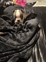 Magneto AKC Champion Bloodline , a male Boston Terrier for sale in Sugar Land, TX – Photo 1 of 5