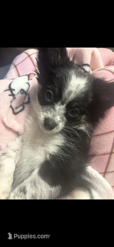 Cookie – Chihuahua puppy for sale in Illinois City, IL