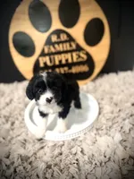 Maggie, a female Cavapoo for sale in Crossville, TN – 5 of 5