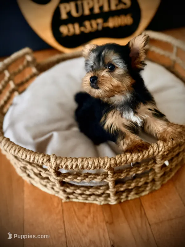 Piper – Yorkshire Terrier puppy for sale in Crossville, TN