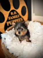 Sophie, a female Yorkshire Terrier for sale in Crossville, TN – 5 of 5