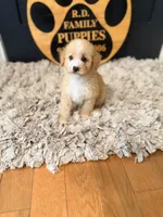 Holly, a female Poodle - Miniature  for sale in Crossville, TN – 2 of 6