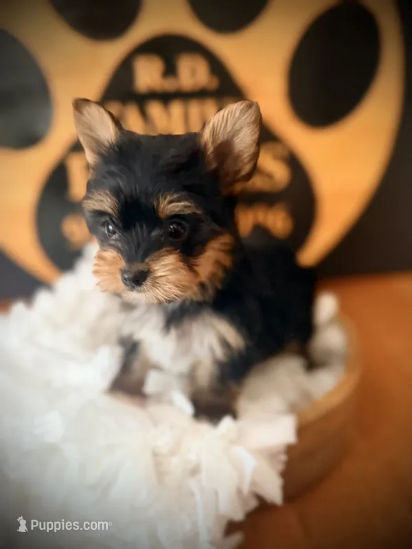 Millie – Yorkshire Terrier puppy for sale in Crossville, TN