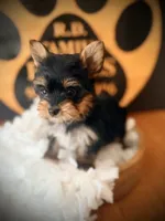 Millie, a female Yorkshire Terrier for sale in Crossville, TN – 1 of 6