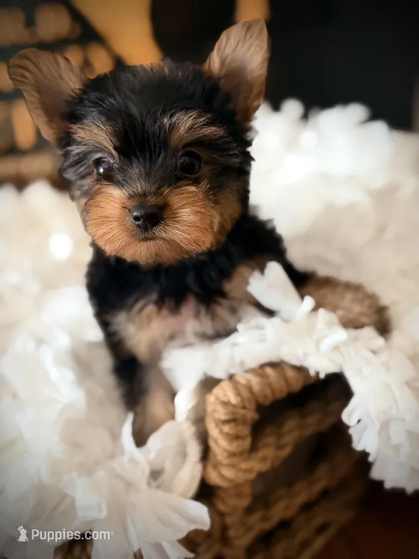 Liv – Yorkshire Terrier puppy for sale in Crossville, TN