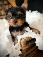 Liv, a female Yorkshire Terrier for sale in Crossville, TN – 1 of 6