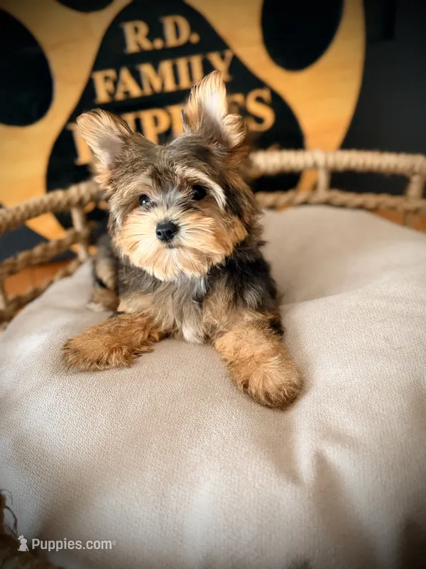 Stella – Maltese, Yorkshire Terrier puppy for sale in Crossville, TN