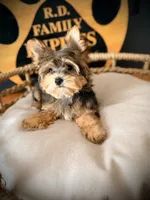 Stella, a female Maltese and Yorkshire Terrier for sale in Crossville, TN – 1 of 6