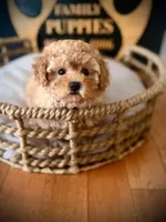 Sookie, a female Maltipoo for sale in Crossville, TN – 3 of 6