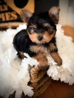 Callie, a female Yorkshire Terrier for sale in Crossville, TN – 2 of 7