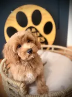 Cece , a female Cockapoo for sale in Crossville, TN – 3 of 4