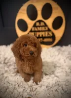 Clifford, a male Cockapoo for sale in Crossville, TN – 2 of 4