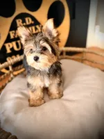 Stella, a female Maltese and Yorkshire Terrier for sale in Crossville, TN – 6 of 6