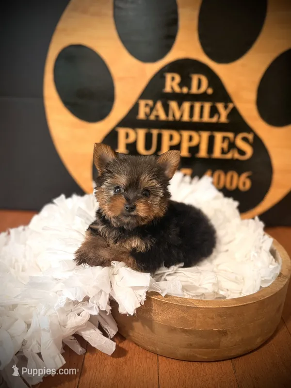 Tilly – Yorkshire Terrier puppy on hold in Crossville, TN