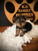 Draco, a male Yorkshire Terrier for sale in Crossville, TN – 2 of 5