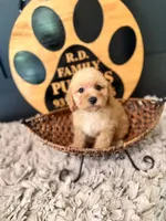 Grace, a female Poodle - Miniature  for sale in Crossville, TN – 3 of 5