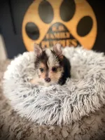 Annabelle , a female Morkie for sale in Crossville, TN – 3 of 5
