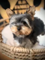 Draco, a male Yorkshire Terrier for sale in Crossville, TN – 2 of 8