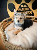 Hope, a female Morkie for sale in Crossville, TN – 8 of 9