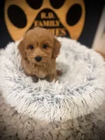 Oscar, a male Cockapoo for sale in Crossville, TN – 3 of 5