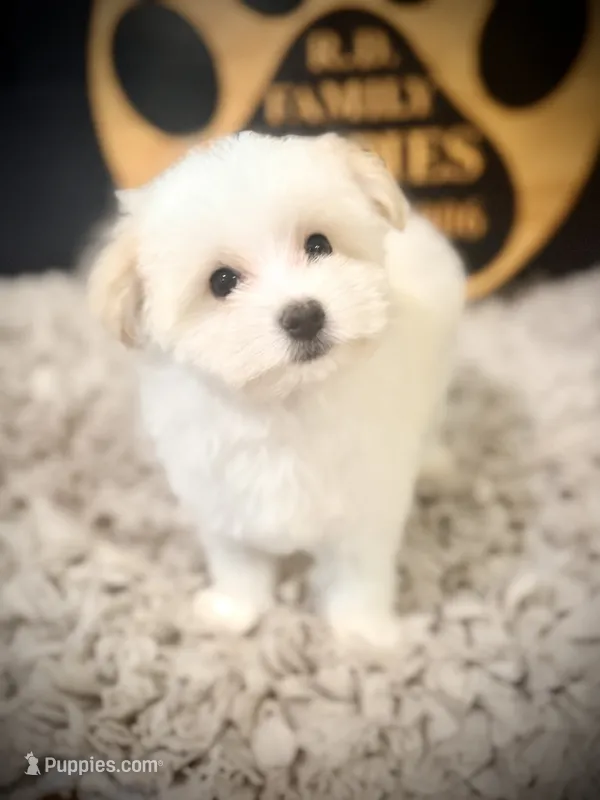 Aspen – Maltipoo puppy for sale in Crossville, TN