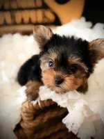 Zoe, a female Yorkshire Terrier for sale in Crossville, TN – 5 of 7